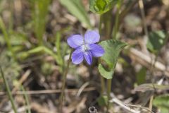 Northern Bog Violet, Viola nephrophylla