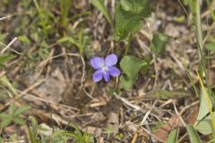 Northern Bog Violet, Viola nephrophylla