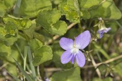 Northern Bog Violet, Viola nephrophylla