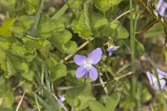 Northern Bog Violet, Viola nephrophylla