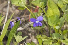 Northern Bog Violet, Viola nephrophylla