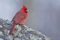 Northern Cardinal, Cardinalis cardinalis