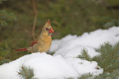 Northern Cardinal, Cardinalis cardinalis