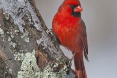 Northern Cardinal, Cardinalis cardinalis