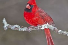 Northern Cardinal, Cardinalis cardinalis