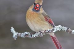 Northern Cardinal, Cardinalis cardinalis