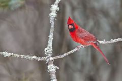 Northern Cardinal, Cardinalis cardinalis