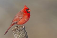 Northern Cardinal, Cardinalis cardinalis