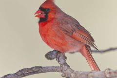 Northern Cardinal, Cardinalis cardinalis