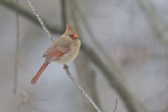 Northern Cardinal, Cardinalis cardinalis