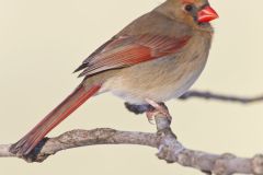 Northern Cardinal, Cardinalis cardinalis