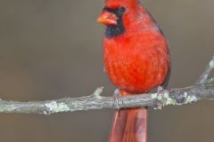 Northern Cardinal, Cardinalis cardinalis