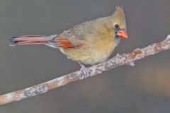 Northern Cardinal, Cardinalis cardinalis