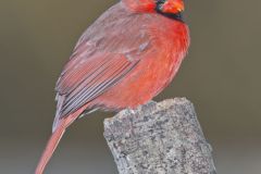 Northern Cardinal, Cardinalis cardinalis