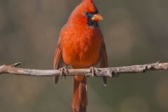 Northern Cardinal, Cardinalis cardinalis