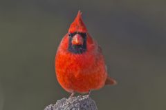 Northern Cardinal, Cardinalis cardinalis