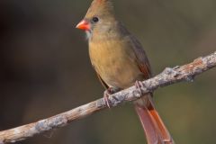 Northern Cardinal, Cardinalis cardinalis