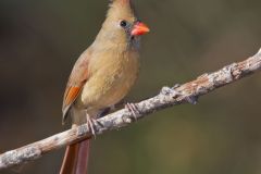 Northern Cardinal, Cardinalis cardinalis