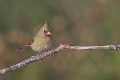 Northern Cardinal, Cardinalis cardinalis