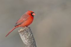 Northern Cardinal, Cardinalis cardinalis