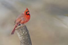 Northern Cardinal, Cardinalis cardinalis