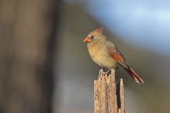 Northern Cardinal, Cardinalis cardinalis