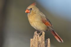 Northern Cardinal, Cardinalis cardinalis