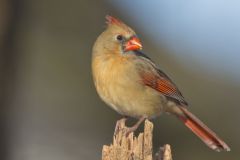 Northern Cardinal, Cardinalis cardinalis