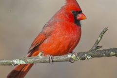 Northern Cardinal, Cardinalis cardinalis