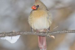 Northern Cardinal, Cardinalis cardinalis