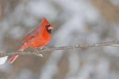 Northern Cardinal, Cardinalis cardinalis