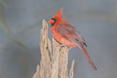 Northern Cardinal, Cardinalis cardinalis