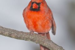 Northern Cardinal, Cardinalis cardinalis