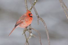 Northern Cardinal, Cardinalis cardinalis