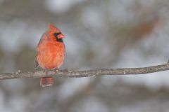 Northern Cardinal, Cardinalis cardinalis