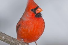 Northern Cardinal, Cardinalis cardinalis