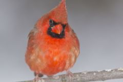 Northern Cardinal, Cardinalis cardinalis