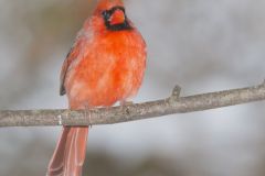 Northern Cardinal, Cardinalis cardinalis