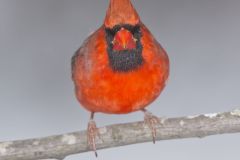 Northern Cardinal, Cardinalis cardinalis