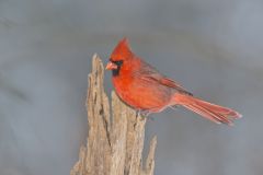 Northern Cardinal, Cardinalis cardinalis