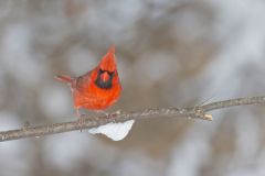 Northern Cardinal, Cardinalis cardinalis