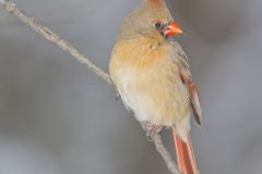 Northern Cardinal, Cardinalis cardinalis