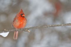 Northern Cardinal, Cardinalis cardinalis