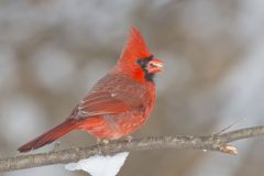 Northern Cardinal, Cardinalis cardinalis