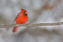 Northern Cardinal, Cardinalis cardinalis