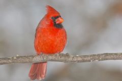 Northern Cardinal, Cardinalis cardinalis