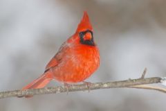 Northern Cardinal, Cardinalis cardinalis