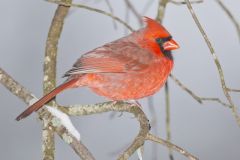 Northern Cardinal, Cardinalis cardinalis