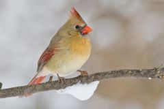 Northern Cardinal, Cardinalis cardinalis