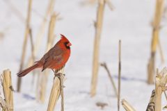 Northern Cardinal, Cardinalis cardinalis